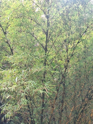 Bambusa vulgaris, 2026-06-22