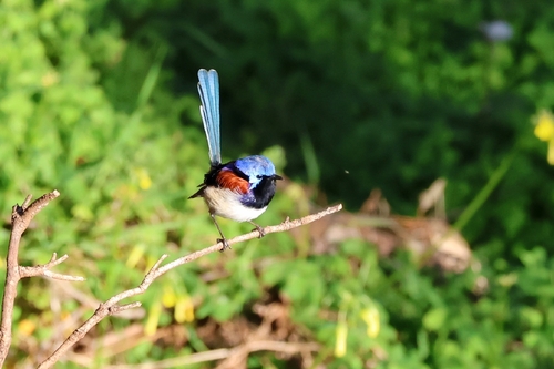 Purple-backed Fairywren