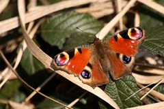 Aglais io