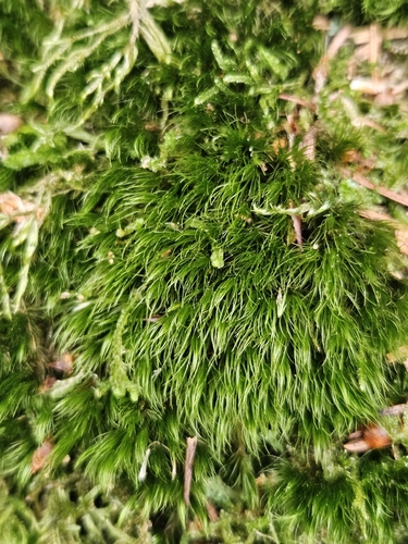 Campylopus flexuosus observed 2026-06-19