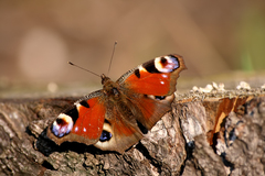 Aglais io