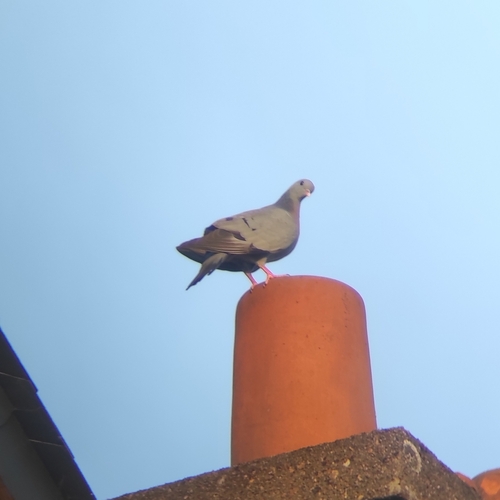 Stock Dove