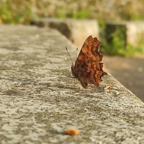 European Comma