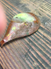 Gaeotis nigrolineata