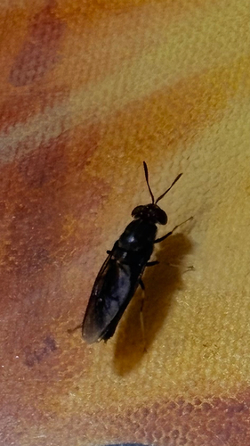 Black Soldier Fly