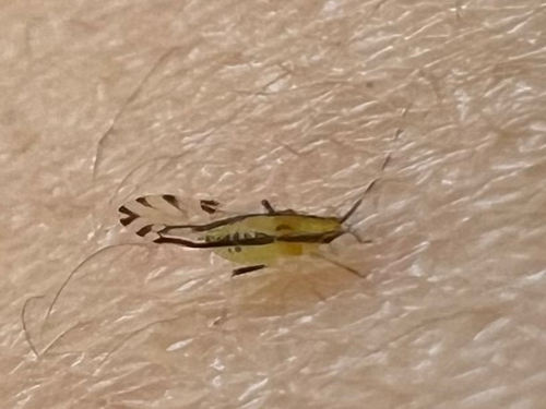 Lime Leaf Aphid