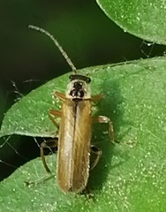 Cantharis decipiens