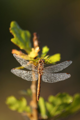 Sympetrum