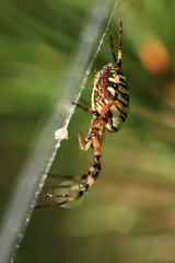 Argiope bruennichi
