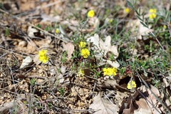 Helianthemum oelandicum orientale