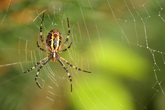 Argiope bruennichi