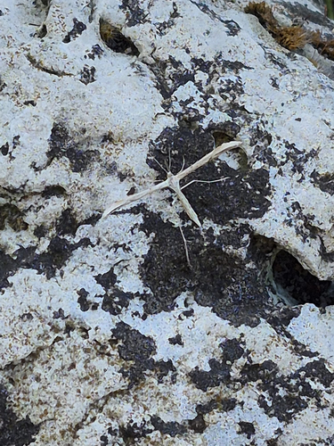 Morning-glory Plume Moth
