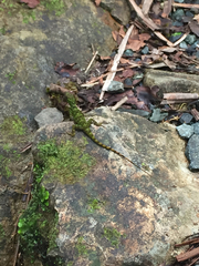 Anolis evermanni