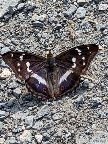 Purple Emperor