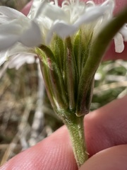 Chaenactis fremontii, photograph author not stated, no rights reserved