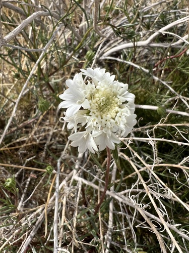 Chaenactis fremontii, photograph 4
