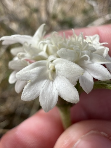 Chaenactis fremontii, photograph 3