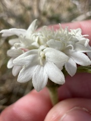 Chaenactis fremontii, photograph author not stated, no rights reserved