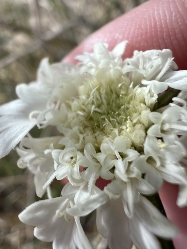 Chaenactis fremontii, photograph 6
