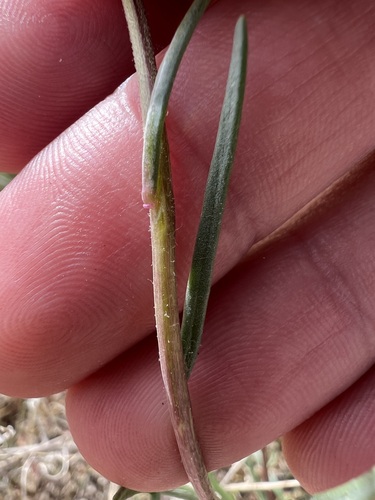 Chaenactis fremontii