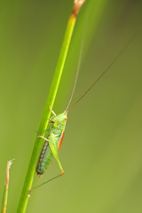 Conocephalus dorsalis