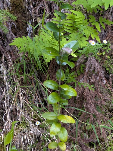 Ilex perado, photograph 6