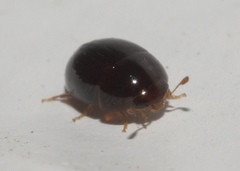 Acylomus