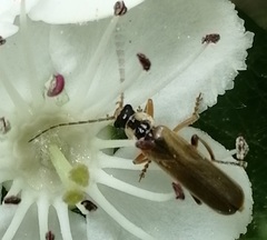 Cantharis decipiens