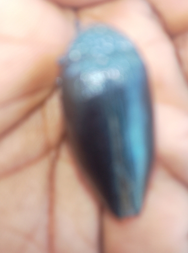 Sternocera orissa variabilis