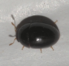 Acylomus