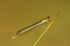 Platycnemis pennipes