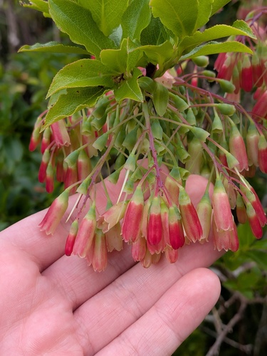 Vaccinium cylindraceum, photograph 6