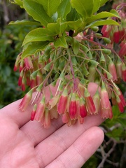 Vaccinium cylindraceum, photograph (c) Michael, Antoni and Nihat Hinczewski, some rights reserved (CC BY)