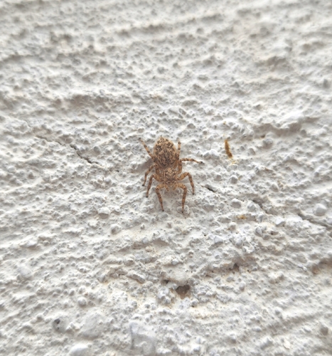 Plexippoides gestroi
