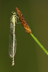 Coenagrion puella