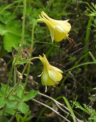 Aquilegia viridiflora