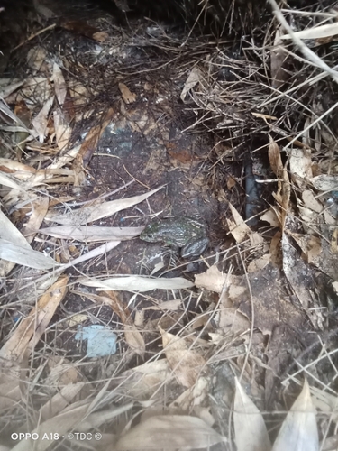 Southern Bell Frog