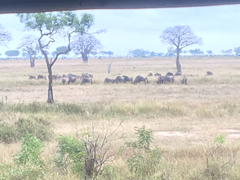 Connochaetes taurinus