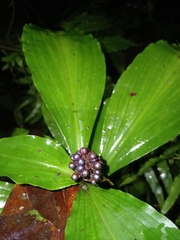 Marble Berry (Pollia condensata)