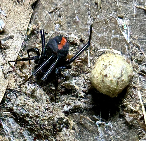 Redback Spider