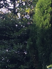 Passer domesticus