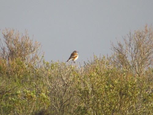 Rusty-backed Monjita (Neoxolmis rubetra), photo 6