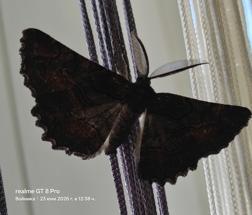 Nychiodes waltheri