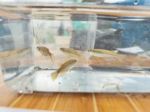 Japanese Ricefish