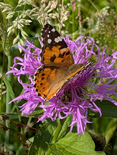 Painted Lady