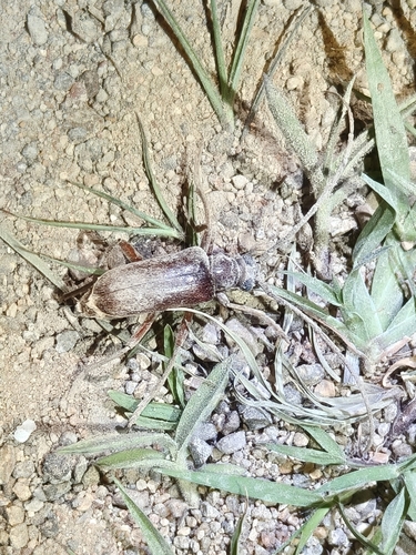Apatophysis, 2026-06-21