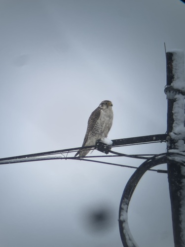 Saker Falcon