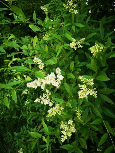 Paprastasis ligustras