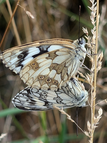 Marbled White
