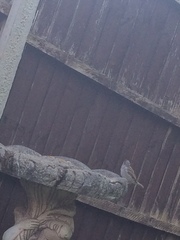 Passer domesticus
